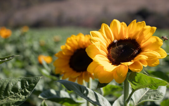 Expoflora 2025: um espetáculo natural