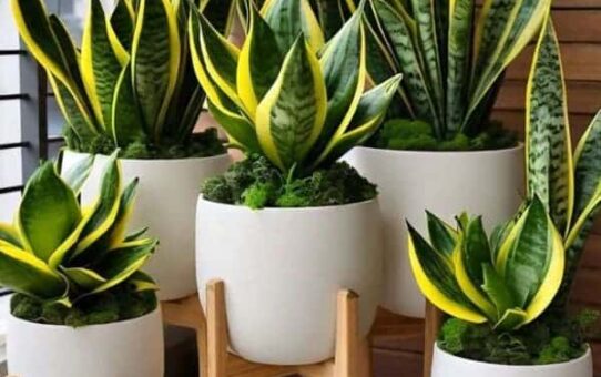 De olho no jardim: cuidado com as plantas tóxicas!